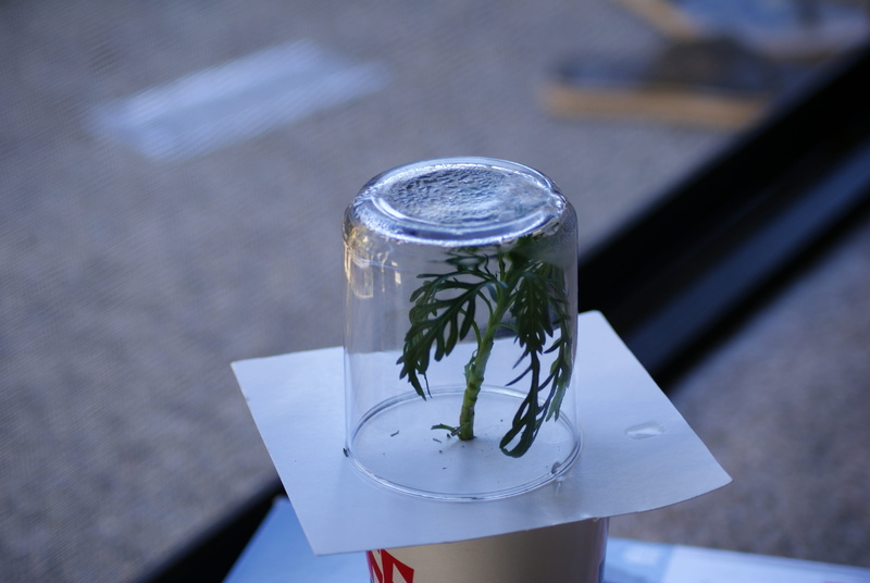 glass, focus on foreground, plant sweating, refreshment, biochemistry, household equipment, leaf, wellbeing, glass - material, container, close-up, perspiration