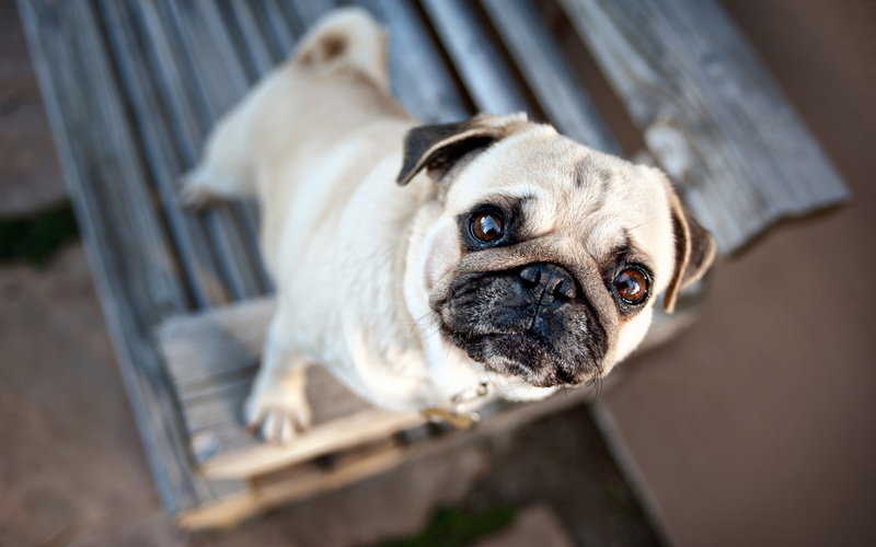 pug, 1080P, bench, stand, animals, dog
