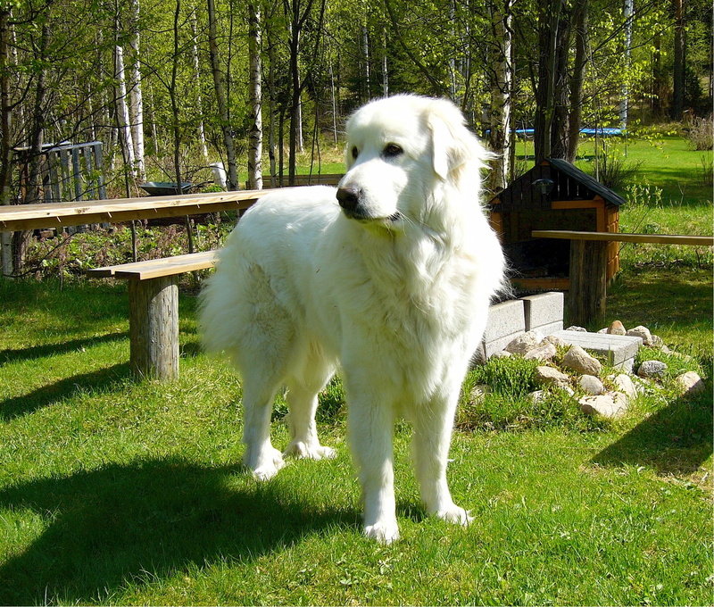 domestic animals, bench, plant, standing, sunlight, land, pets, mammal, vigilant, animal, beside, attentive, great pyrenees, 1080P, carnivore, adult, large