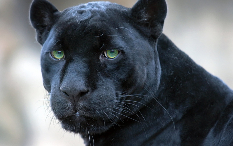 feline, vertebrate, whisker, animal Nose, black Color, domestic animals, black, staring, pets, animal Eye, one Animal, nature, no people, human Face, animal