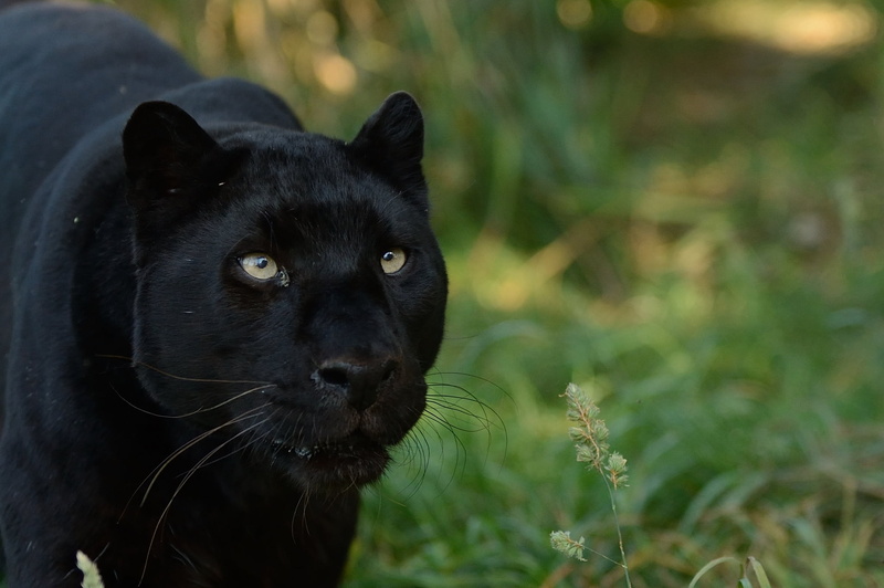 focus on foreground, muzzle, no people, animals In The Wild, animal head, outdoors, cute, panther, carnivore, animal body part, domestic animals, black Color