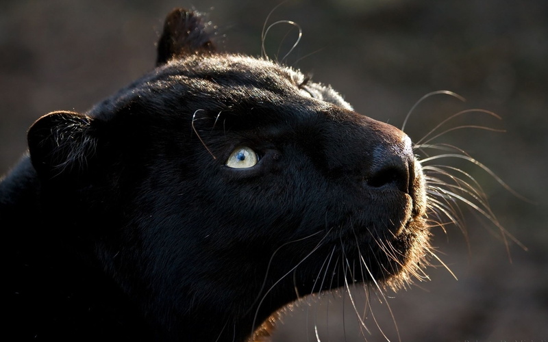 mammals, 1080P, wildlife, panthers, big cats, animals