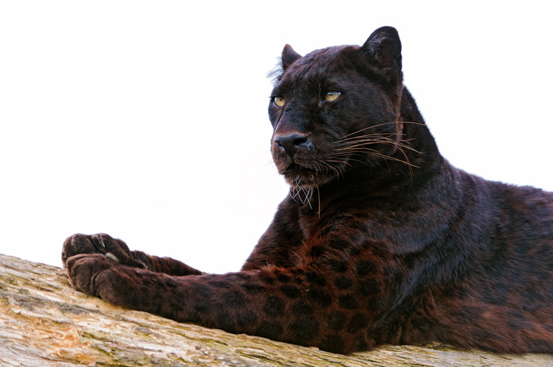 carnivora, no People, danger, close-up, large, black, mammal, day, copy space, looking, low angle view, undomesticated Cat, animal themes, panther, fur