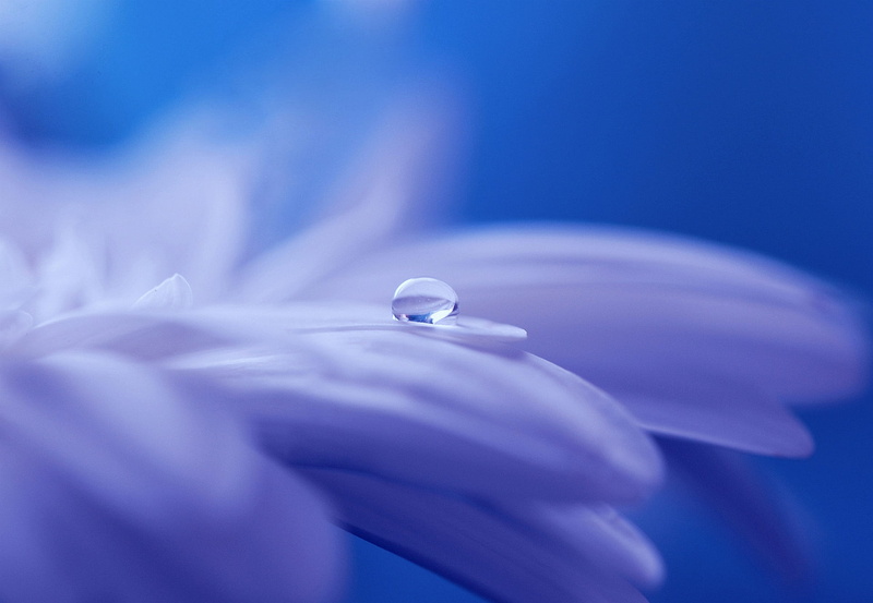 drip, small, bloom, plant, drop, dewdrop, gerbera, human hand, blossom, indoors, flower, vulnerability, microscopic, softness, close, blue background, petals