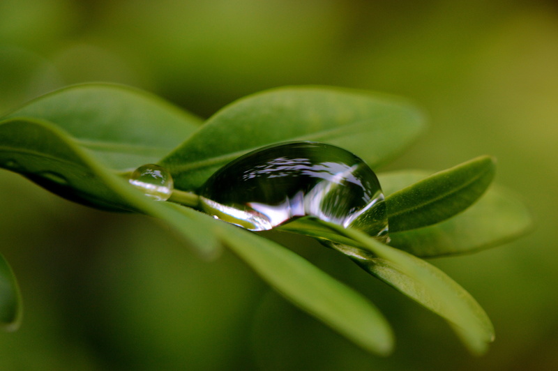 green color, dew, beauty in nature, vulnerability, drop, close, nature, close-up, plant part, freshness, fragility, flower, selective focus, 4K, flowering plant
