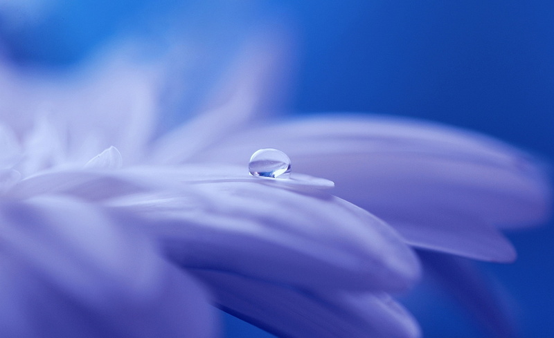 indoors, selective focus, wedding, Aero, diamond - gemstone, human hand, Blue, purple, Petals, fragility, Garden, Gerbera, flowering plant, Plant, hand