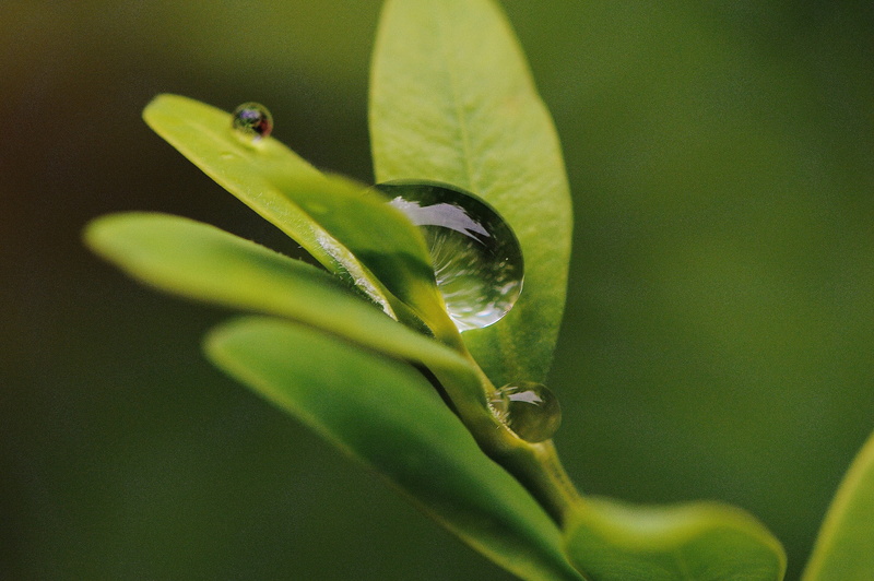hookah, water, close, growth, day, vertebrate, drip, animals in the wild, invertebrate, selective focus, one animal, animal, raindrop, animal themes, wet