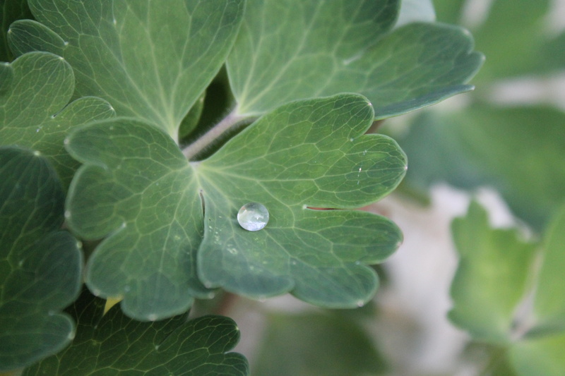 hookah, dewdrop, nature, purity, close-up, green color, beauty in nature, outdoors, run off, freshness, healthy eating, rain, food and drink, growth, no people