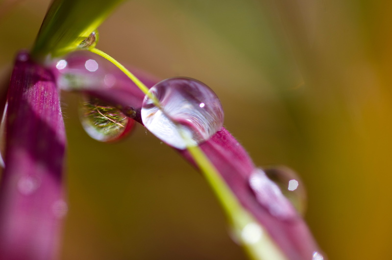 hookah, macro photo, wet, blade of grass, Macro Photography, close-up, purple, 5K, flowering plant, macro, flower head, drop, plant, purity, drip, selective focus