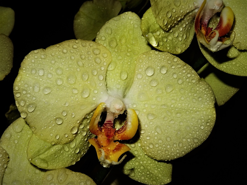 petal, color, orchids, leaves, plant, bloom, vulnerability, close up, pearl, water, drop, flowering plant, no people, flower, nature, hookah, drip, 5K