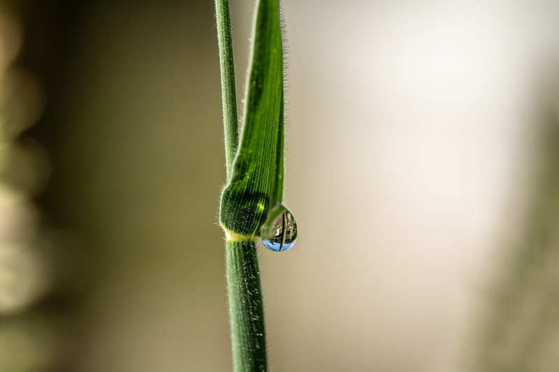 close-up, macro, close, animals in the wild, dewdrop, plant, focus on foreground, outdoors, droplet, growth, animal themes, nature, raindrop, drop of water