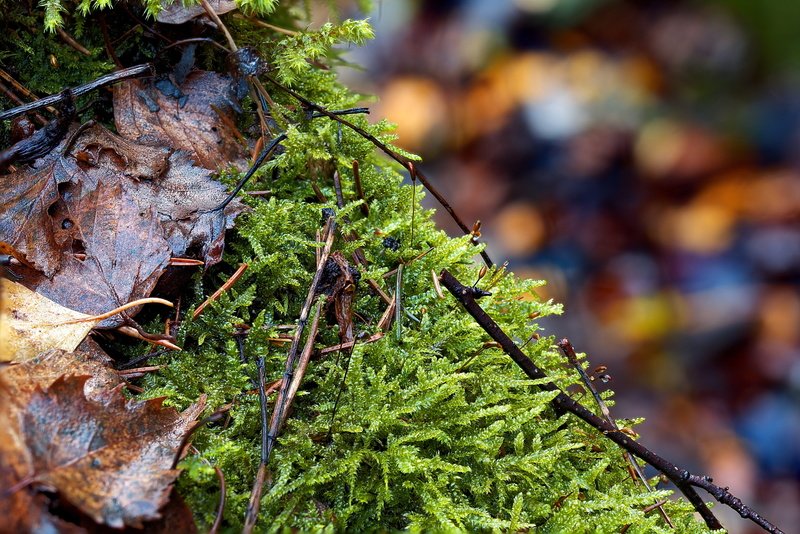water, bank, autumn, beauty in nature, leaf, green color, focus on foreground, growth, environment, selective focus, plant, macro photography, tree, moss