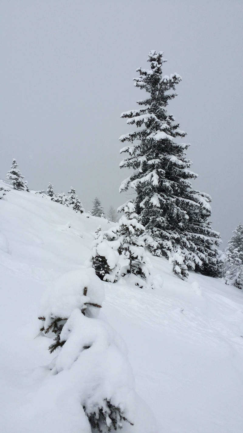 mountain, beauty in nature, snowcapped mountain, snow landscape, backcountry skiiing, field, 4K, land, winter, pine tree, austria, deep snow, off the slopes