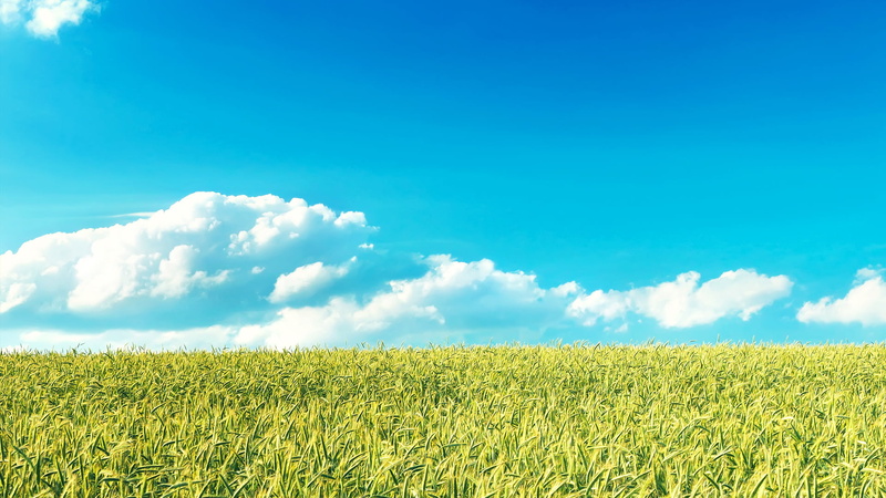 scenics - nature, crop, plantation, agriculture, clouds, landscape, cloud - sky, tranquility, green color, cereal plant, land, no people, 1080P, plant