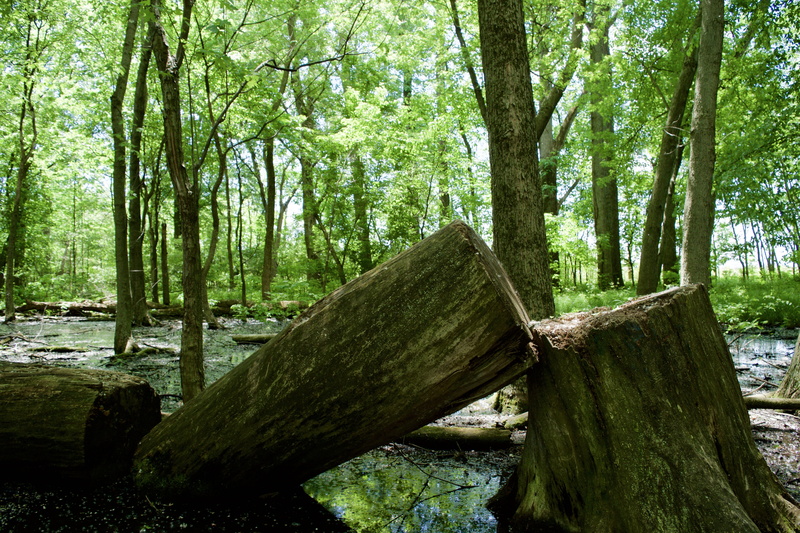 nature, Down, bark, tranquility, Forest, woodland, plant, land, scenics - nature, down tree, Cutting, 5K, green color, wood - material, Tree, outdoors