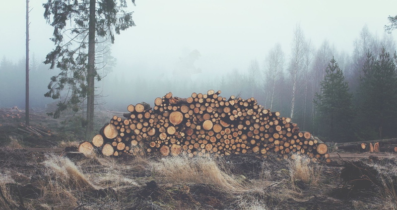 firewood, abundance, stack, wood - material, pine tree, plant, photography nature landscape log trees mist forest, large group of objects, woodland, woodpile