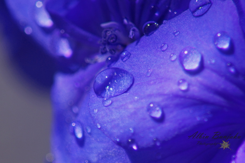 drop, blue  rain, water droplets, beauty, 5K, purple flower, abstract, dew, flower, rain, sun  flower, color, raindrop, petals, macro, freshness, wet