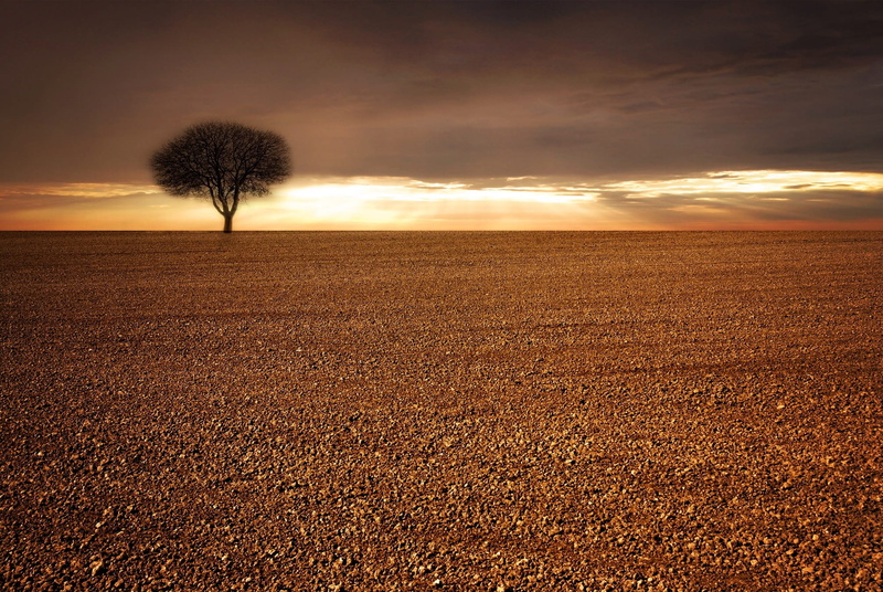 beauty in nature, rural scene, landscape, sunlight, nowhere, tree, single tree, middle, horizon, plant, lone, horizon over land, nature, field, sky, tranquility