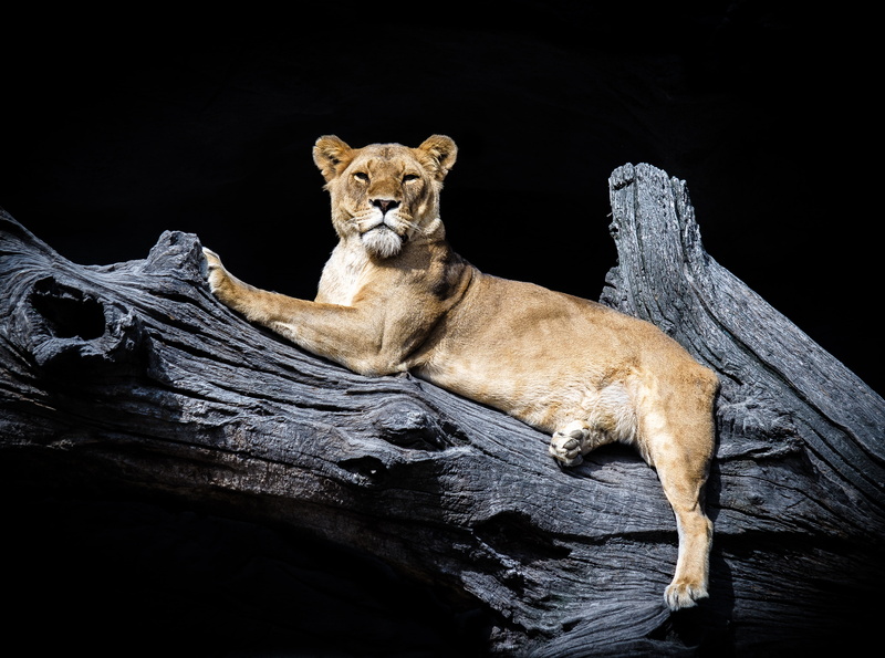 lion - feline, brown, animals in the wild, mammal, adult, black background, Wild, 4K, cat, feline, tree, wood - material, vertebrate, animal wildlife