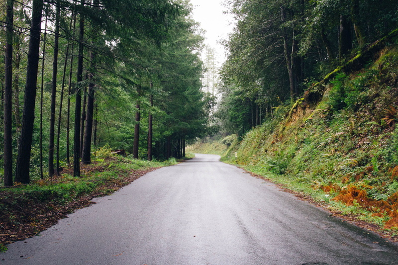 direction, beauty in nature, relationship, plant, tree, tranquil scene, the way forward, no people, 5K, long, land, day, united states, green color, woodland