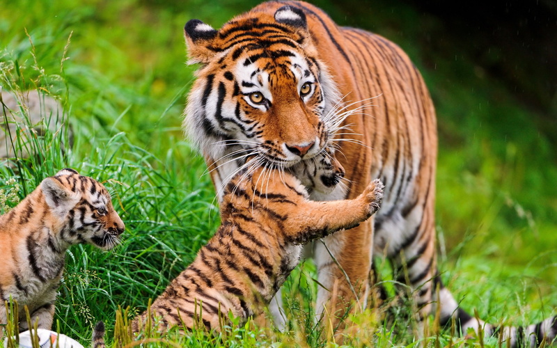 Grass, Big, 2K, Tiger, Family, Cat