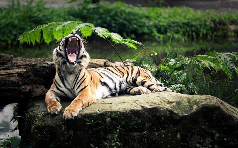 1080P, open mouth, tiger, big cats, animals, yawning, depth of field, nature