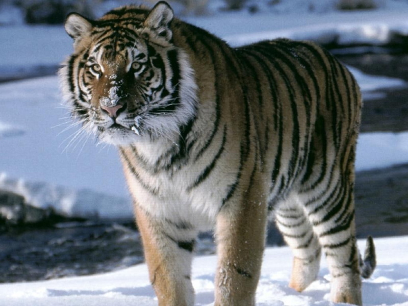 hd, nature, snow, 480P, wildlife, big cat, animals, tiger, animal