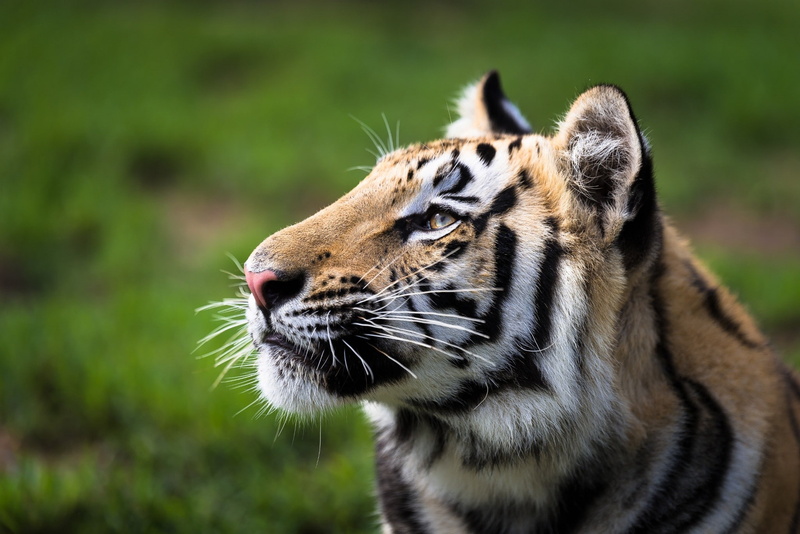 2048x1367, cats, tiger, animals, 1080P, big cats, nature, big