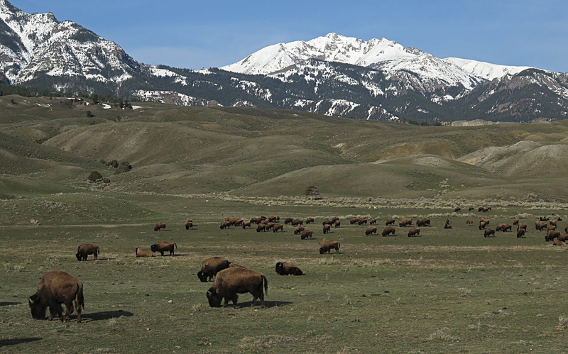 agriculture, mountain, bison, healthy, fur, mountain peak, environment, landscape, horns, scenics - nature, graze, livestock, grassland, beast, mountains