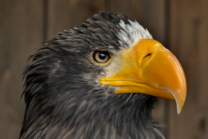 icon, eagle, strong, feather, animal wildlife, raptor, focus on foreground, power, flight, hawk, flying, symbol, large, 5K, animal, wilderness, beak, nature