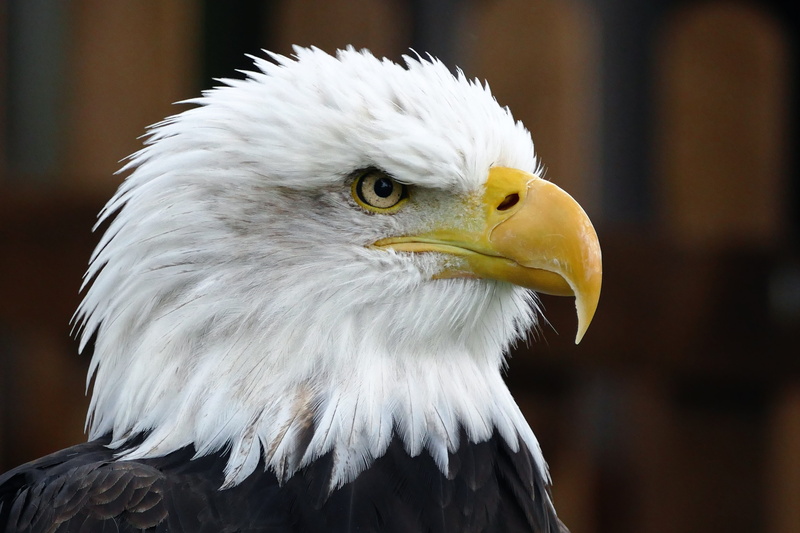big, wild, animal wildlife, no people, flying, dom, eagle - bird, vertebrate, white, looking away, symbol, raptor, beak, national, close, animal eye, day