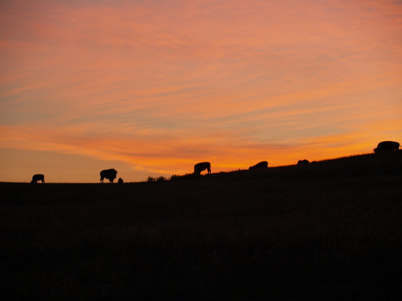 no people, environment, hills, animal, horns, Bison, south dakota, field, fur, silhouettes, horizon, sky, beauty in nature, Sunrise, Buffalo, wind cave national park