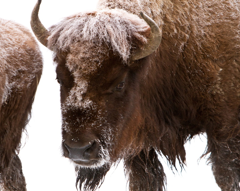 herbivorous, american, nature, animals in the wild, buffalo, pets, animal themes, mammal, vertebrate, brown, close-up, no people, cold, domestic animals
