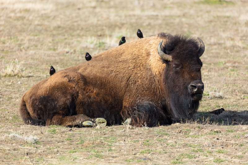 bison, starlings, outdoors, animals in the wild, field, day, head, fur, animal themes, resting, no people, vertebrate, herbivorous, relaxation, american bison