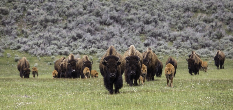 walking, livestock, 1080P, brown, grassland, buffalo, animal themes, panorama, frontal, bison, prairie, american, mammal, meat, large group of animals