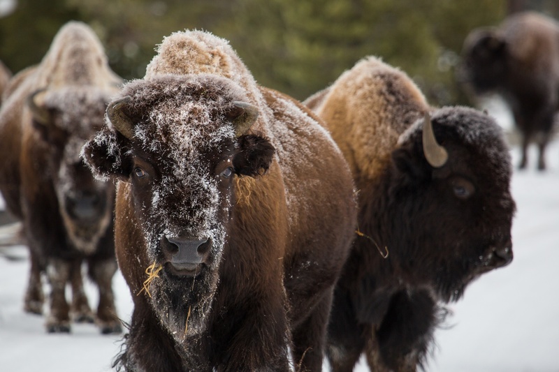 snow, focus on foreground, fur, animal wildlife, rural Scene, herd, buffalo, 2K, cold temperature, prairie, standing, livestock, portrait, horned, american