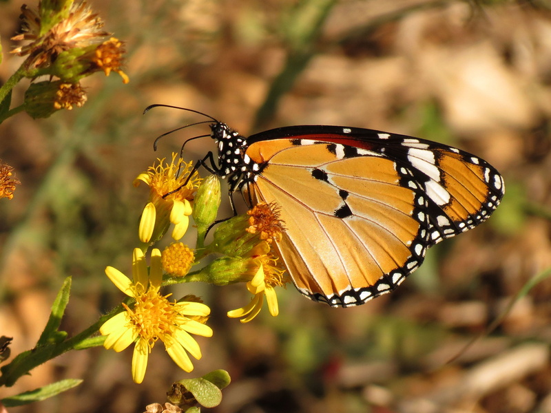 perched, Danaus chrysippus, Spain, Arthropoda, animal Wing, Insect, multi Colored, Danaus Plexippus, plexippus, tiger, taxonomy, flower, Nymphalidae, nature