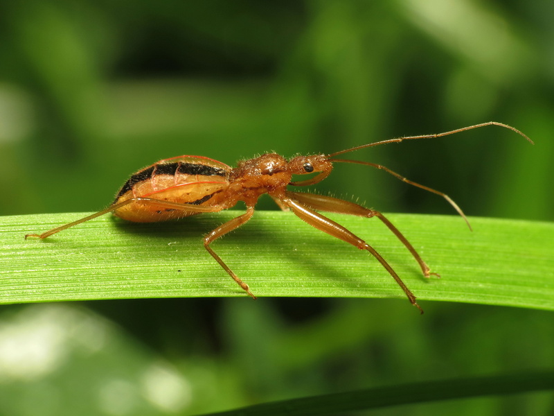 Life on Earth, green leaf, SCBI, close-up, brown, Fitchia, II, HS, Virginia, DCR, Canon Powershot SX, arachnid, nature, green, Reduviidae, binomial, Heteroptera