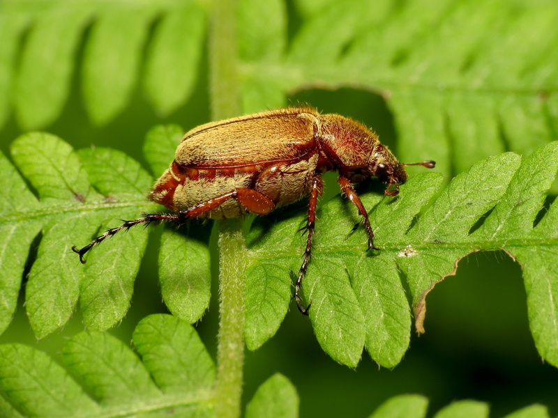 genus, animal, 2K, Life on Earth, HS, Canon Speedlite, Scarabaeidae, gray, Beetle, macro, taxonomy, photo, pest, wildlife, Rock Creek Park, green, insect