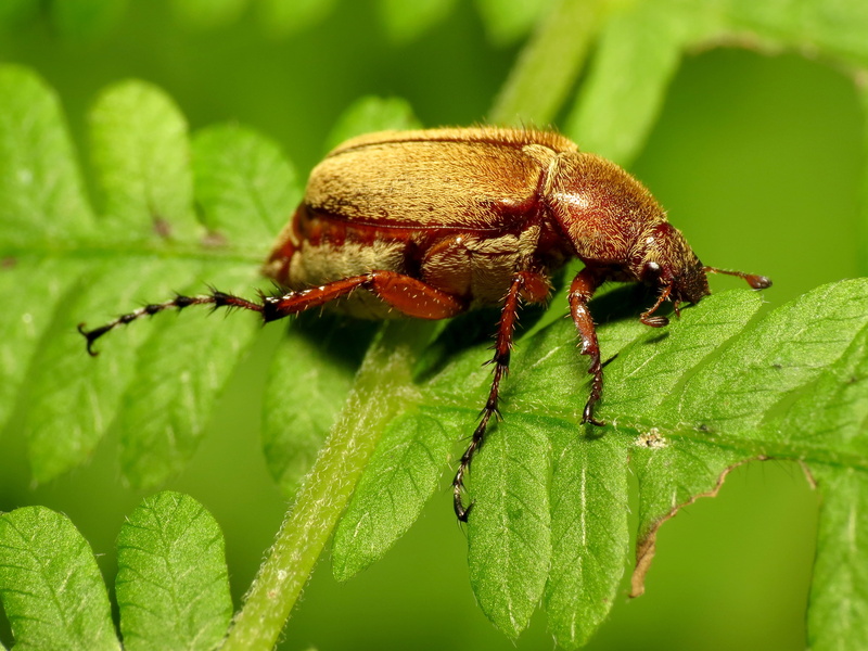 HS, genus, animal, Canon Powershot SX, leaf, macro, beetle, Washington, green leaf, 2K, June Beetle, nature, wildlife, DC, DCR, Canon Speedlite, weevil