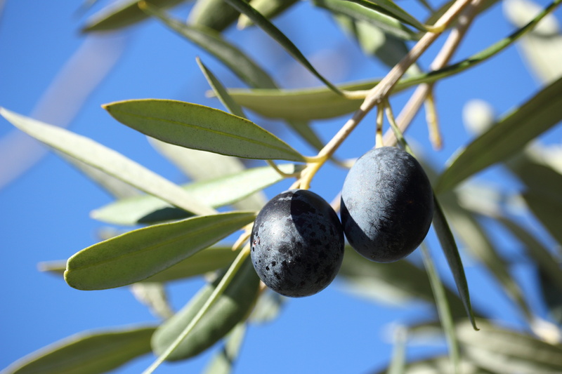 food, tree, branches, olivas, ripe, outdoors, nature, growth, day, leaves, agriculture, olive tree, low angle view, food and drink, no people, healthy eating