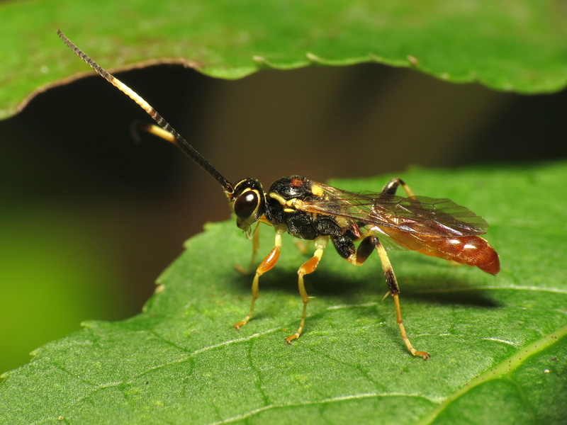 animal, HS, parasitic wasp, Ichneumonidae, leaf, family, wasp, Life on Earth, 2K, green leaf, Canon Powershot SX, Washington, Arthropoda, black wasp, Park  Life