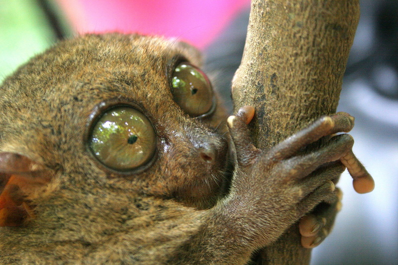 tree trunk, humor, tarsier, domestic, cat, trunk, monkey, mammal, close-up, vertebrate, tree, animal eye, whisker, cute, Primate, animal wildlife, animal body part