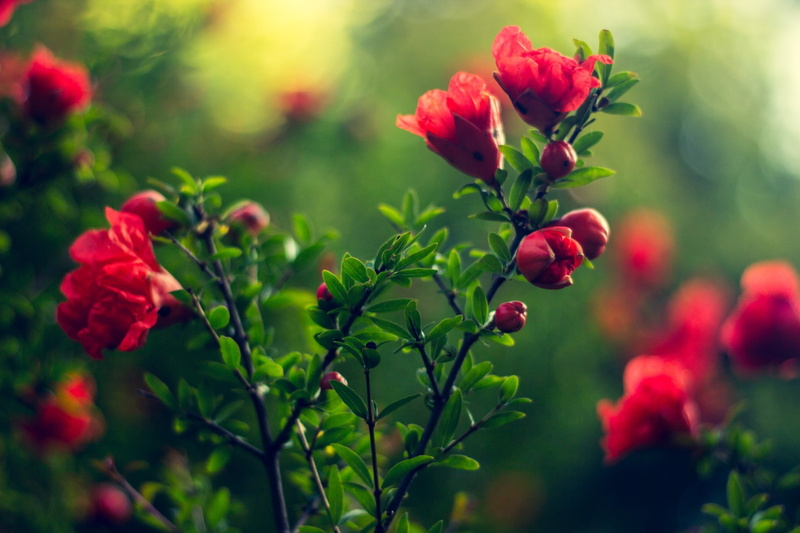 1080P, Flowers, nature, Green, space, colorful, px, hd, art, x, planets, 1920x1280 px, blurred, plants