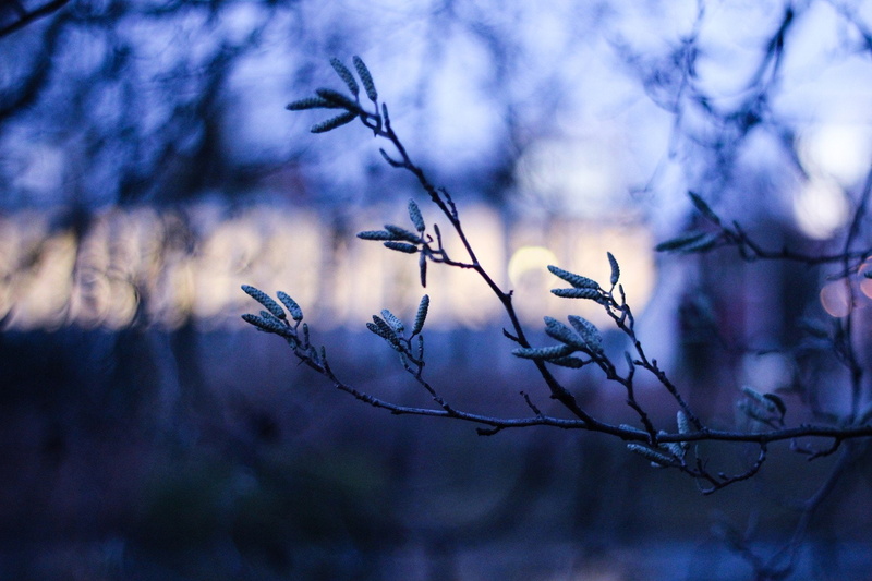 x, art, technology, branch, hd, depth, field, depth of field, linux, 1920x1280 px, px, 1080P, Trees