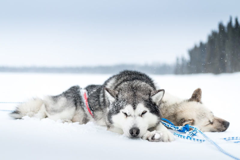 dog, px, snow, 1920x1280 px, hd, animals, art, 1080P, sleeping, x, cold, bugs