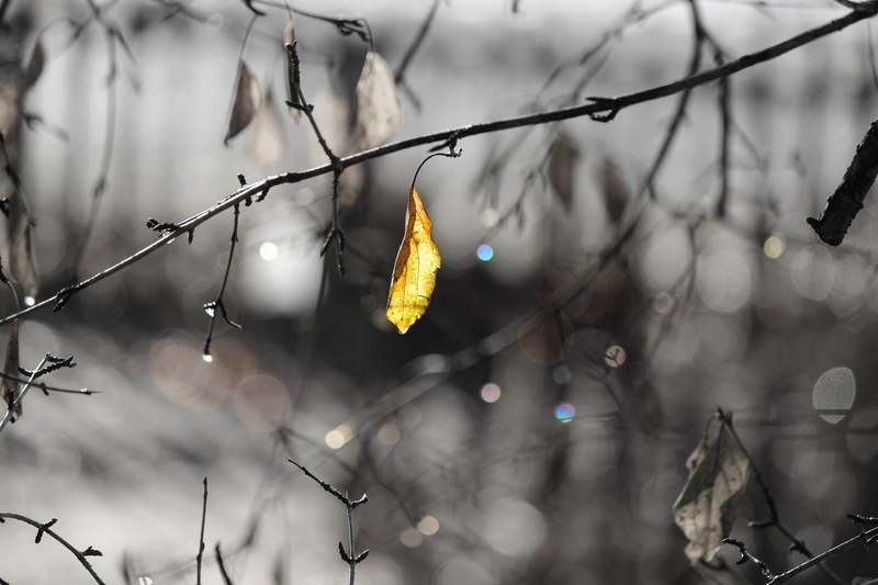 water, leaves, water drops, aircraft, art, 1920x1280 px, 1080P, hd, x, drops, space, px