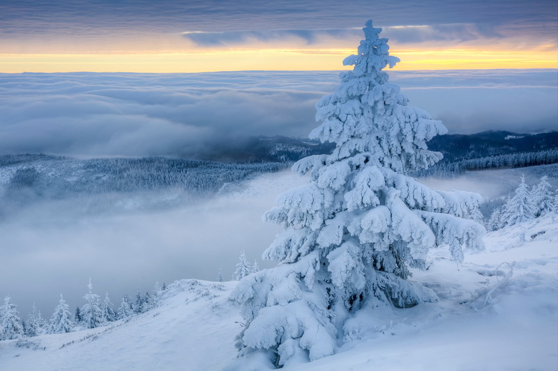 Trees, snow, 1080P, Winter, x, art, Poland, aircraft, 1920x1280 px, px, Landscape, nature, antique, hd