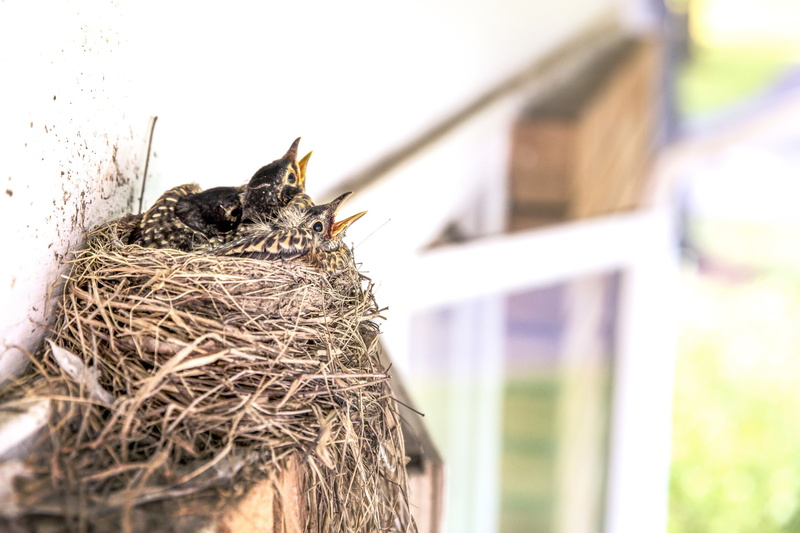 px, animals, art, x, Nests, fantasy, hd, BIRDS, 1080P, baby, abstract, baby animals, 1920x1280 px