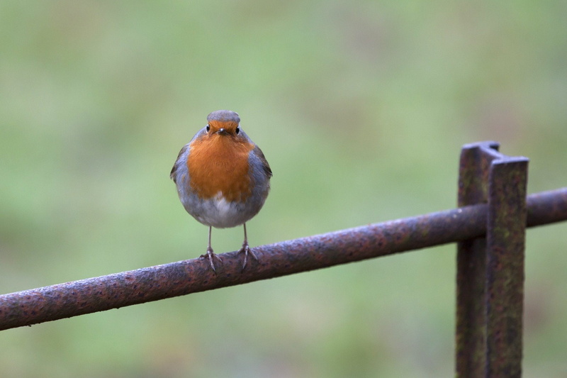 robin, looking, day, animal, close-up, full length, animals in the wild, 1080P, songbird, 1920, front view, outdoors, vertebrate, railing, animal themes